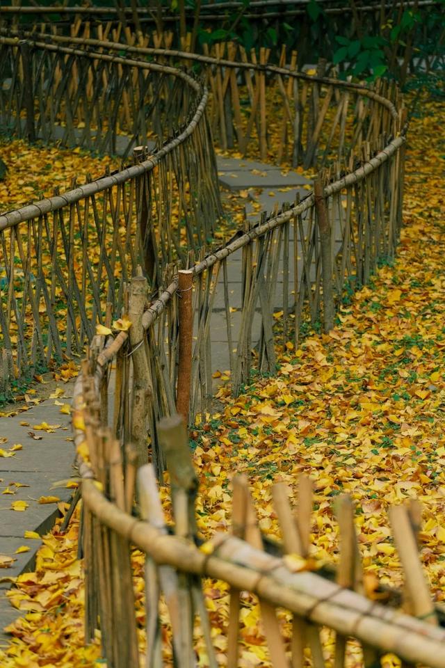 草堂银杏季 | 老枝诗未全，园中金将成