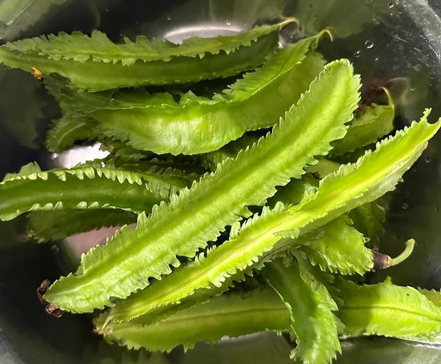 白露过后，要使劲吃这菜！一润燥、二清热、三亮眼睛，鲜嫩别错过