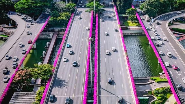 惊艳！南山60公里“空中花廊”来了~