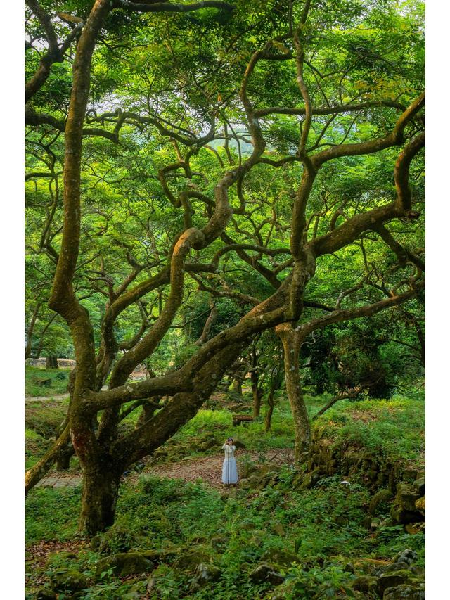 广州藏了片“塞尔达魔幻森林”千年古榄树+青苔秘境，市区1h直达