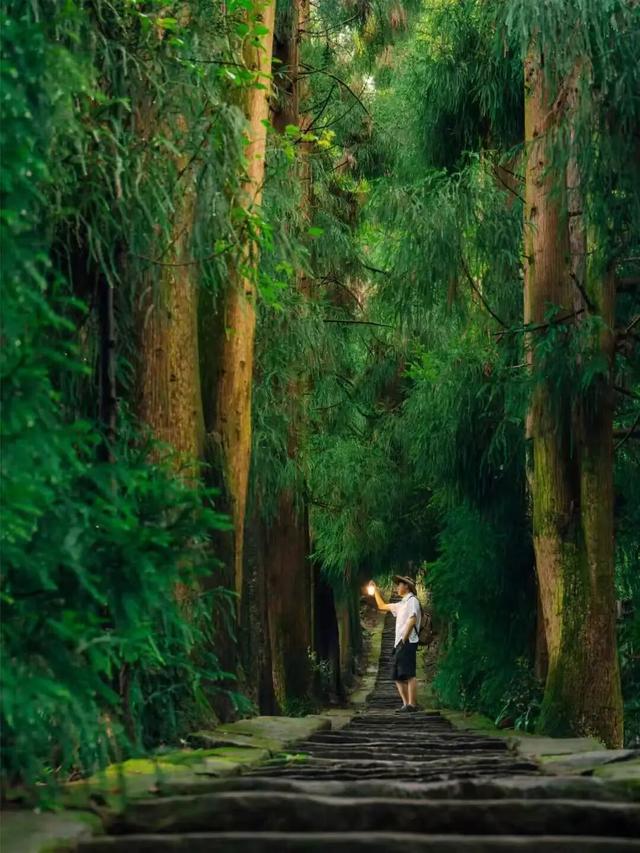 黄了！成都出发1.5h刹拢赏秋秘境，茶海风光无敌，银杏美了上千年！