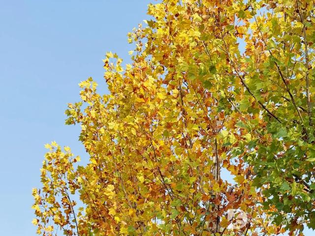 五星湿地藏秋韵，东兴初冬打卡新地标