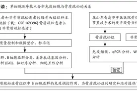 单细胞测序揭示骨质疏松症患者B细胞异质性及与成骨细胞的相互作用图片