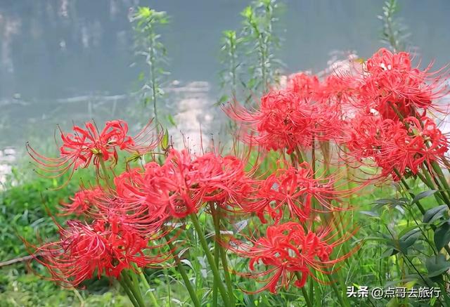 成都市区彼岸花，花开成海，不要门票，地铁公交直达！