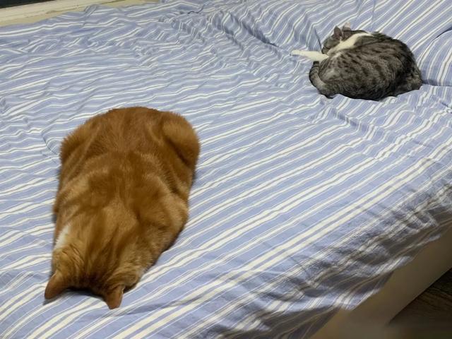家里唯一一个不熬夜的！