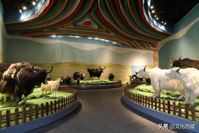 世界唯一！全年免费开放！西藏小众博物馆！99%的人没去过！