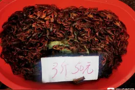 上海小龙虾15元一斤，摊主直呼“不能再低了！”“夜宵顶流”价格为何遭腰斩？图片
