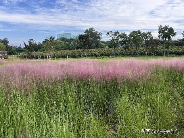 成都隐秘绿洲，三种景致如梦幻，超级惊艳，不要门票，公交直达！
