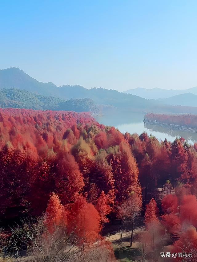 这个冬天，我撞见了一整片燃烧的森林