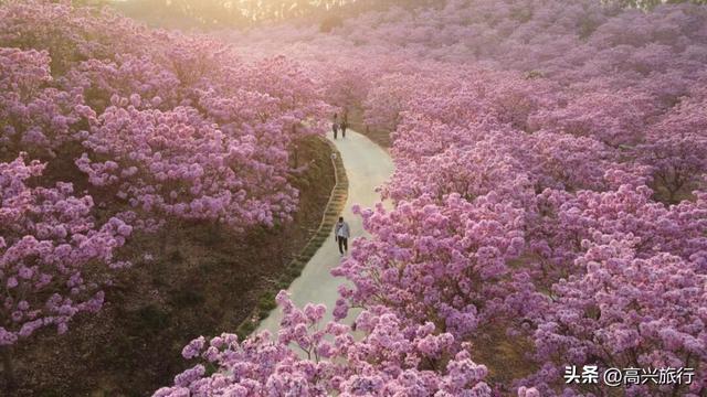 新会大泽绿美生态园太梦幻了，6000株紫花风铃开成童话花海