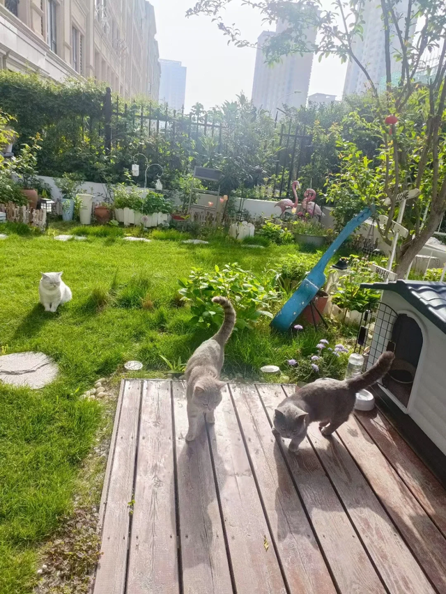 有了院子才明白：美是真的，累也是真的