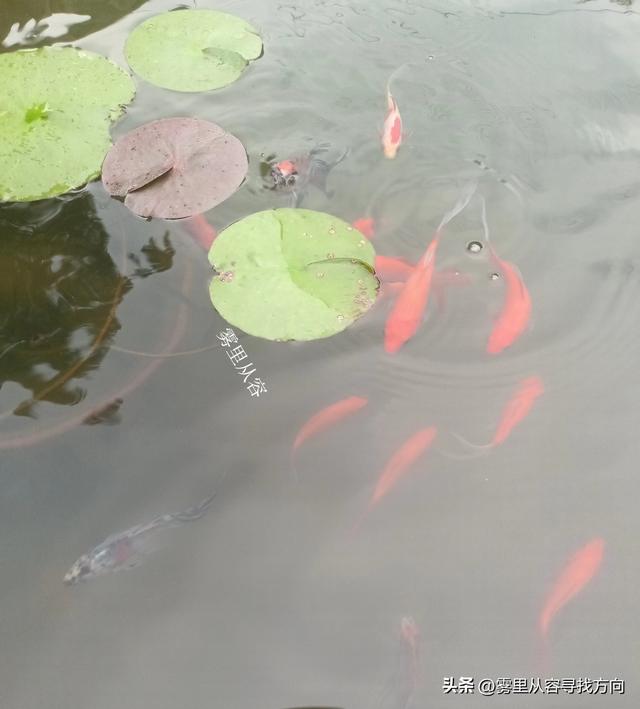 雾中寻路 亦是寻心