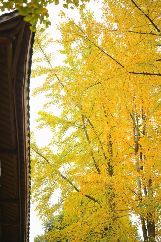 落叶缓扫，快来新津比“叶”！