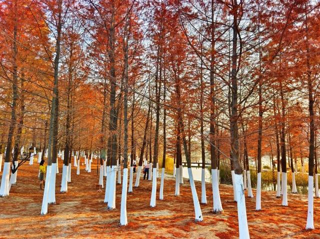 要火！太出片了！阜阳这里竟美到窒息，很多人不知道，赶紧去！多图拍下！