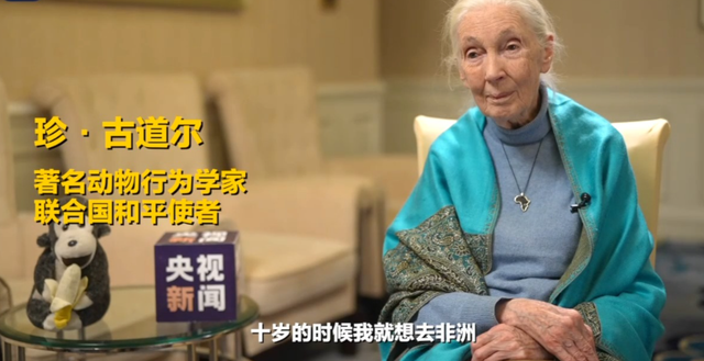 贡贝挖白蚁，北京站椅子：珍・古道尔的环保传奇