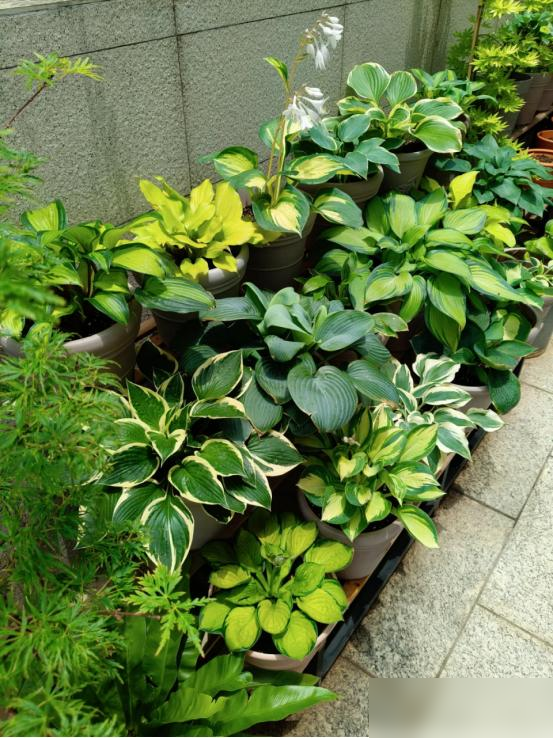 “阴花不能进阳宅”，家里若有这5种花，请赶紧“搬出去”！