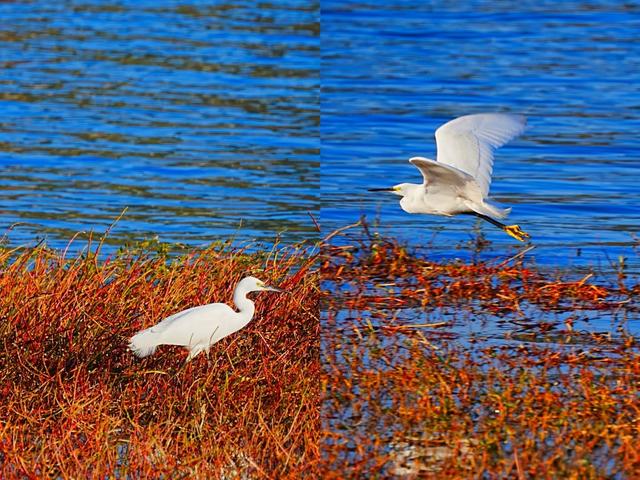 蓝天碧水映红杉，收集昆明最温柔的橘色