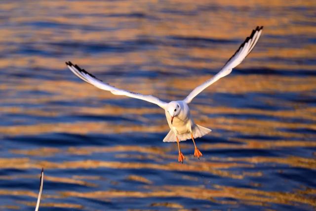 海鸥在天津,真“美”呀!