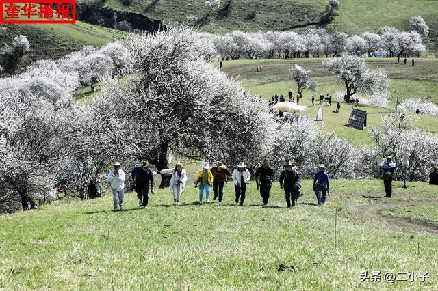 新疆伊犁：那拉提杏花绽放在山谷