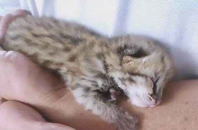 禁止私自饲养！湖南女子废木料里发现4只，养半月后匆忙上交