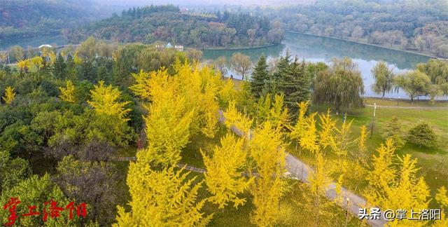 层林尽染！洛阳黄河两岸秋景已上线