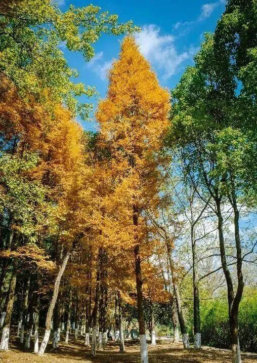 从街角到古村，一键解锁贵阳的秋日浪漫