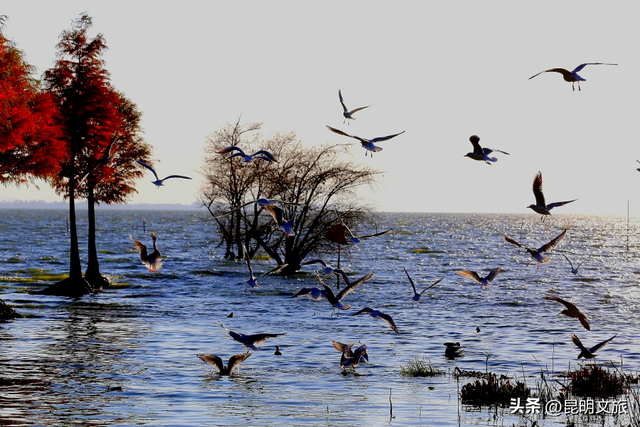 超详细攻略！在昆明官渡，与鸥共舞，六种玩法开启冬日漫游！