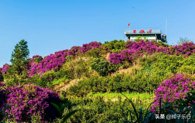 9月，广东潮州雾岽茶园“巴西牡丹”绽放，一场视觉嗅觉的盛宴