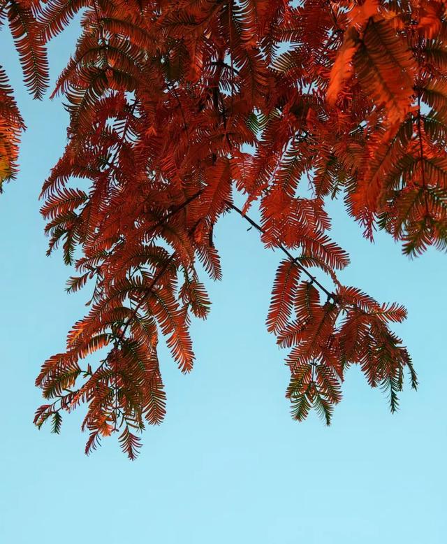 西安城区4个绝美秋景打卡地！