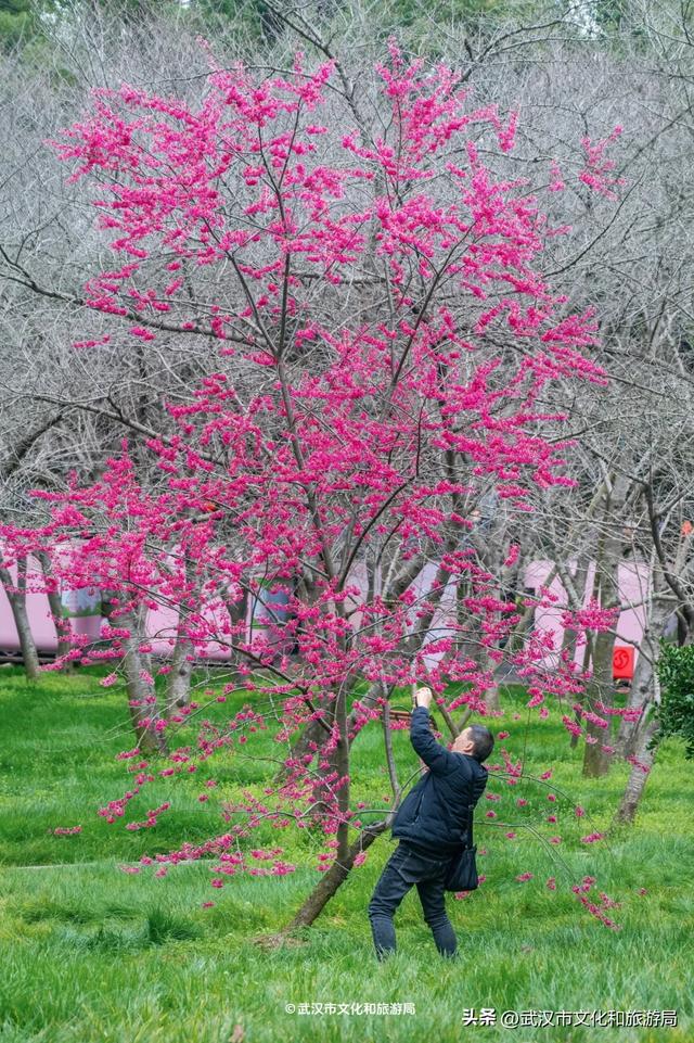 今天开园,东湖樱花园最新实拍!