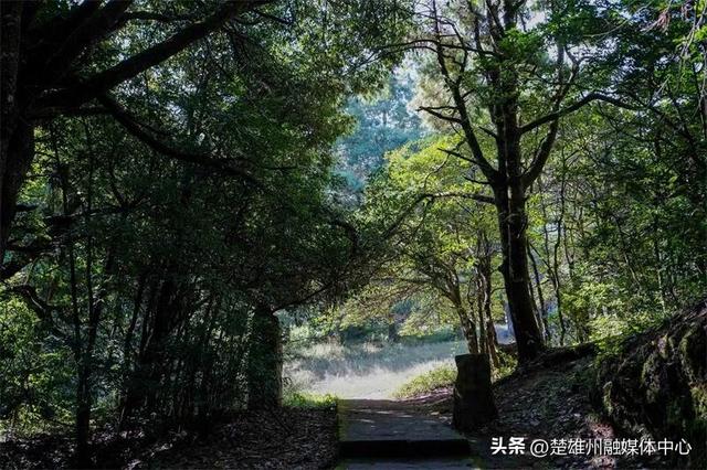 不限次入园！楚雄一景区门票年卡、优惠卡正在办理🤩