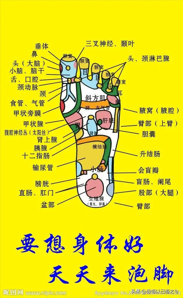 人体-结构-功能-系统
