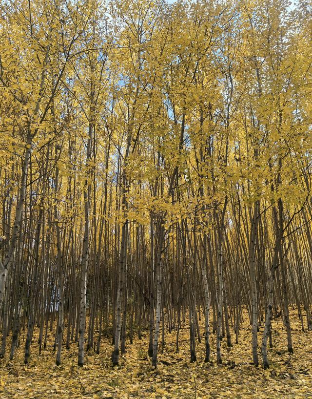 中国秋景“天花板”：黄的“五彩斑斓”的阿尔山！