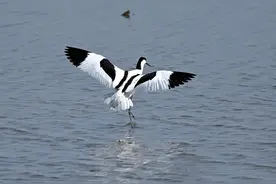 追鸟 | 反嘴鹬：你有长腿，我有反嘴，咱俩同框，不争谁美图片