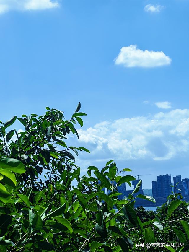 大湾区晨画