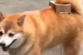 第一次见狗子用尾巴夹快递图片