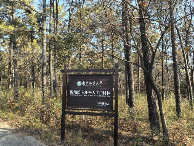 南京第二次到镇江武岐山空青山郊野徒步