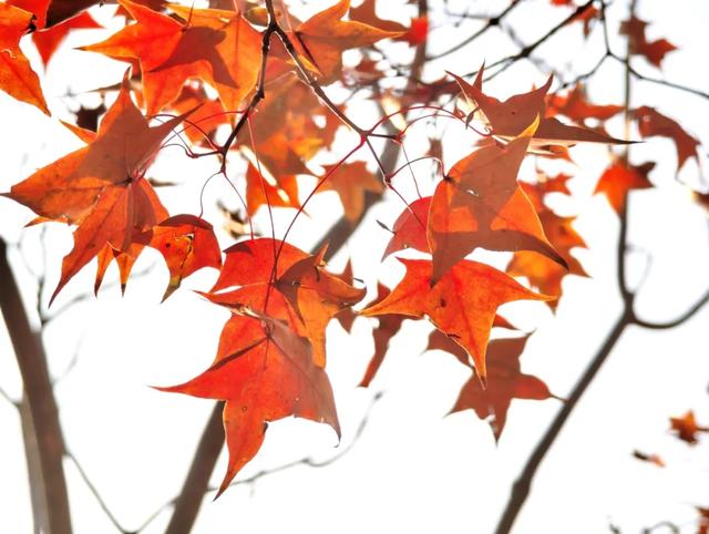 发现丰台之美 | 诗意北宫,醉美金秋