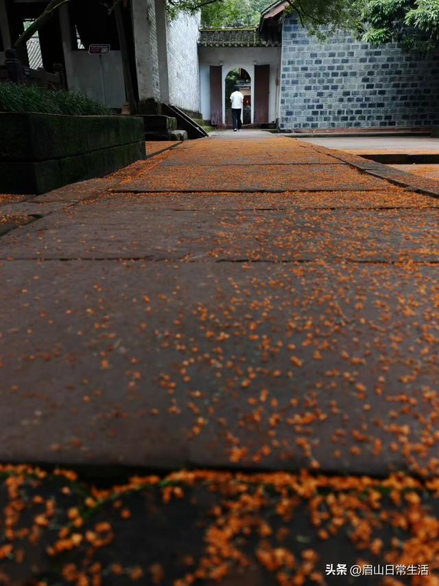 组图｜眉山东坡：桂花开了
