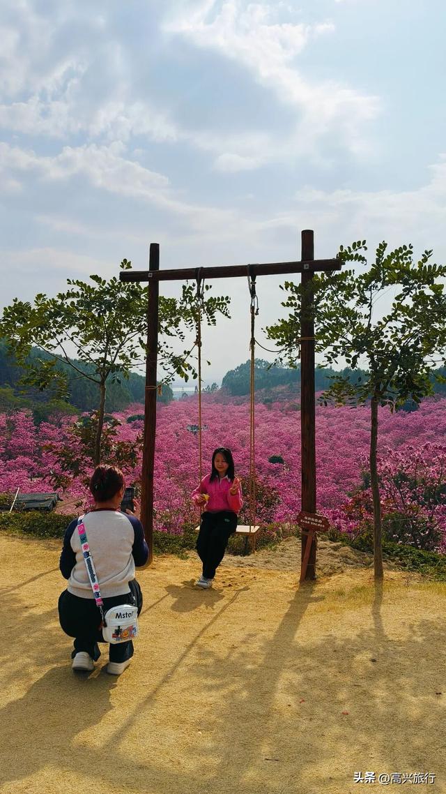 新会大泽绿美生态园太梦幻了，6000株紫花风铃开成童话花海