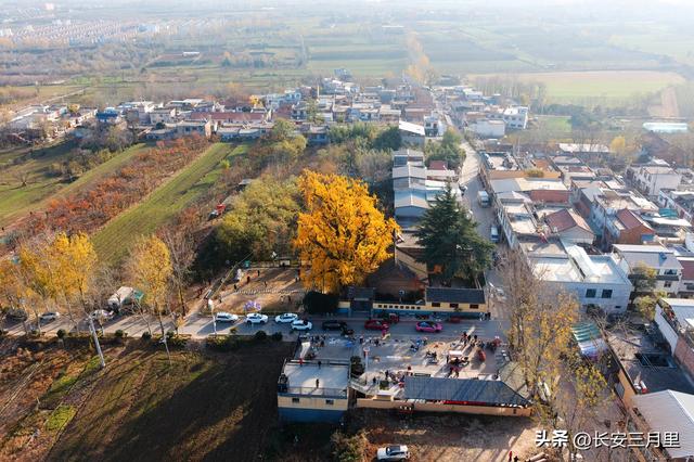 天子峪口，百塔寺的古银杏