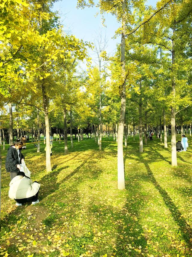 西安周末游丨这8个免费赏银杏叶好去处