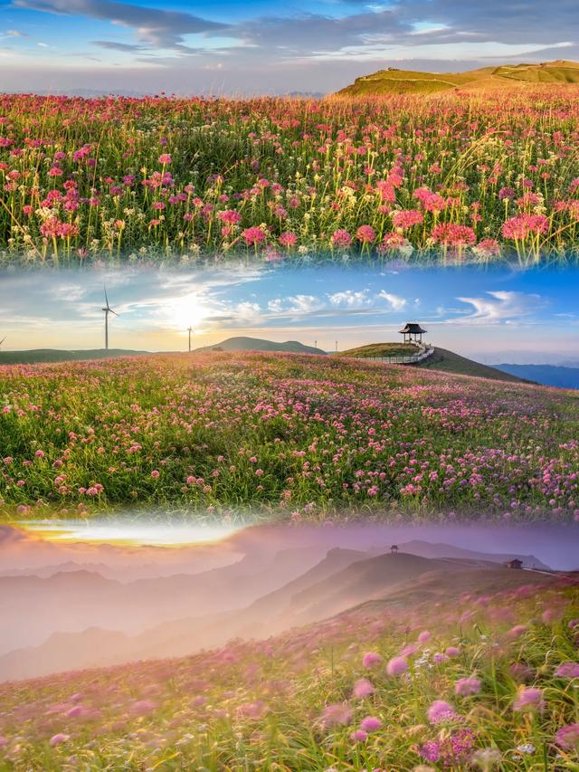 贵州韭菜坪游玩攻略 | 闯入2900米紫色云端花海