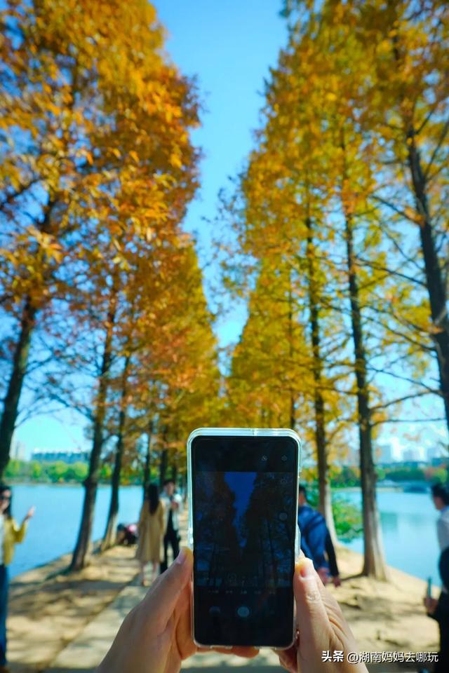 速报！这个地方银杏浓度达100%，赏芦苇、砍甘蔗，遛娃惊喜超多！