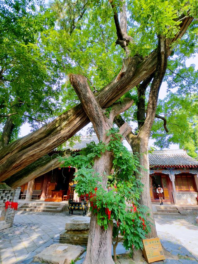 南山有嘉木（天水南郭寺）