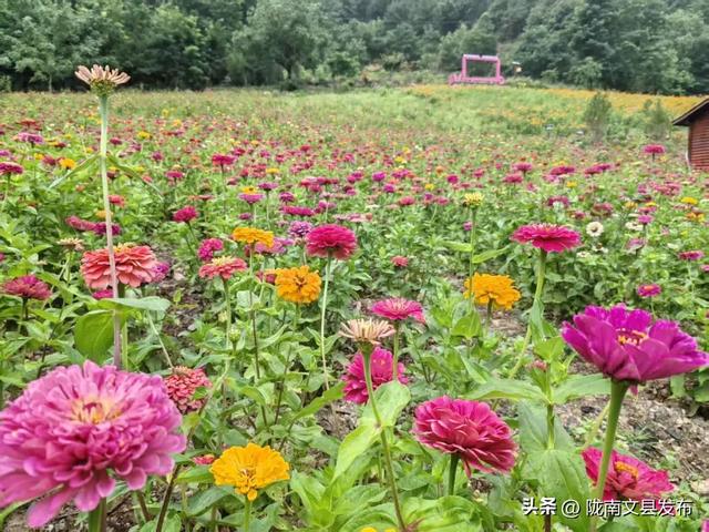 文县：白马藏乡花如海避暑秘境等你来
