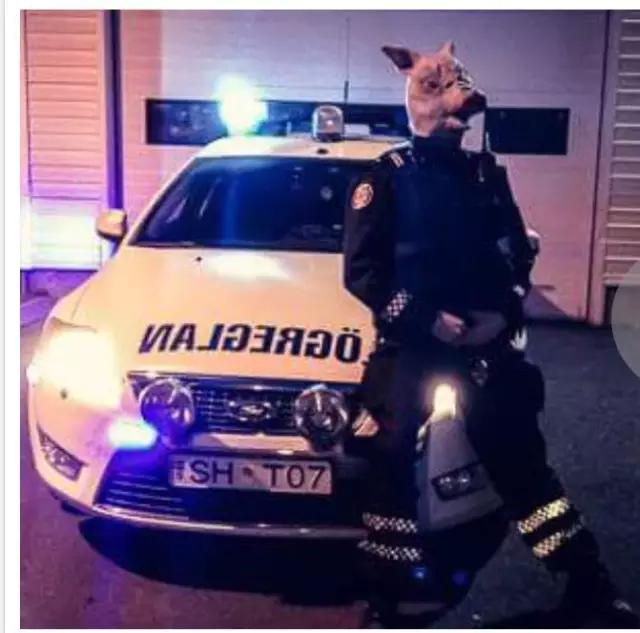 冰岛首度发现蚊子 "世界净土"沦陷了？！然而这个国家真的很美好啊