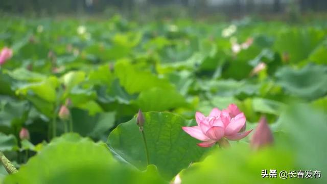 走进长春！150个网红打卡地之公主岭双青湖旅游度假风景区