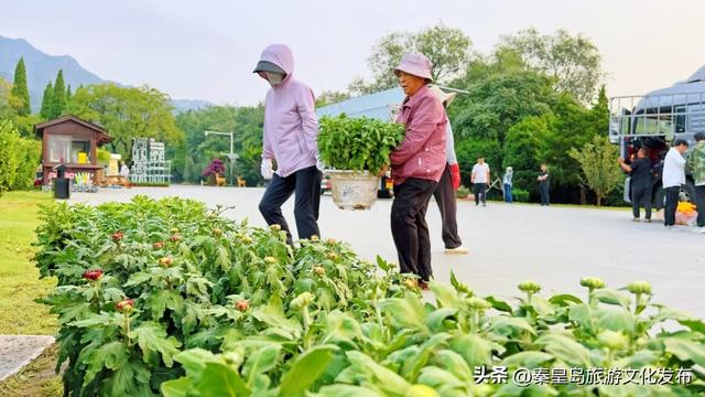 秦皇岛山海关金秋长城菊展开展在即，布展现场抢先看！