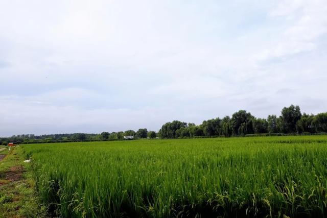 又是一年好风光！佃起村稻田画迎来最佳观赏期